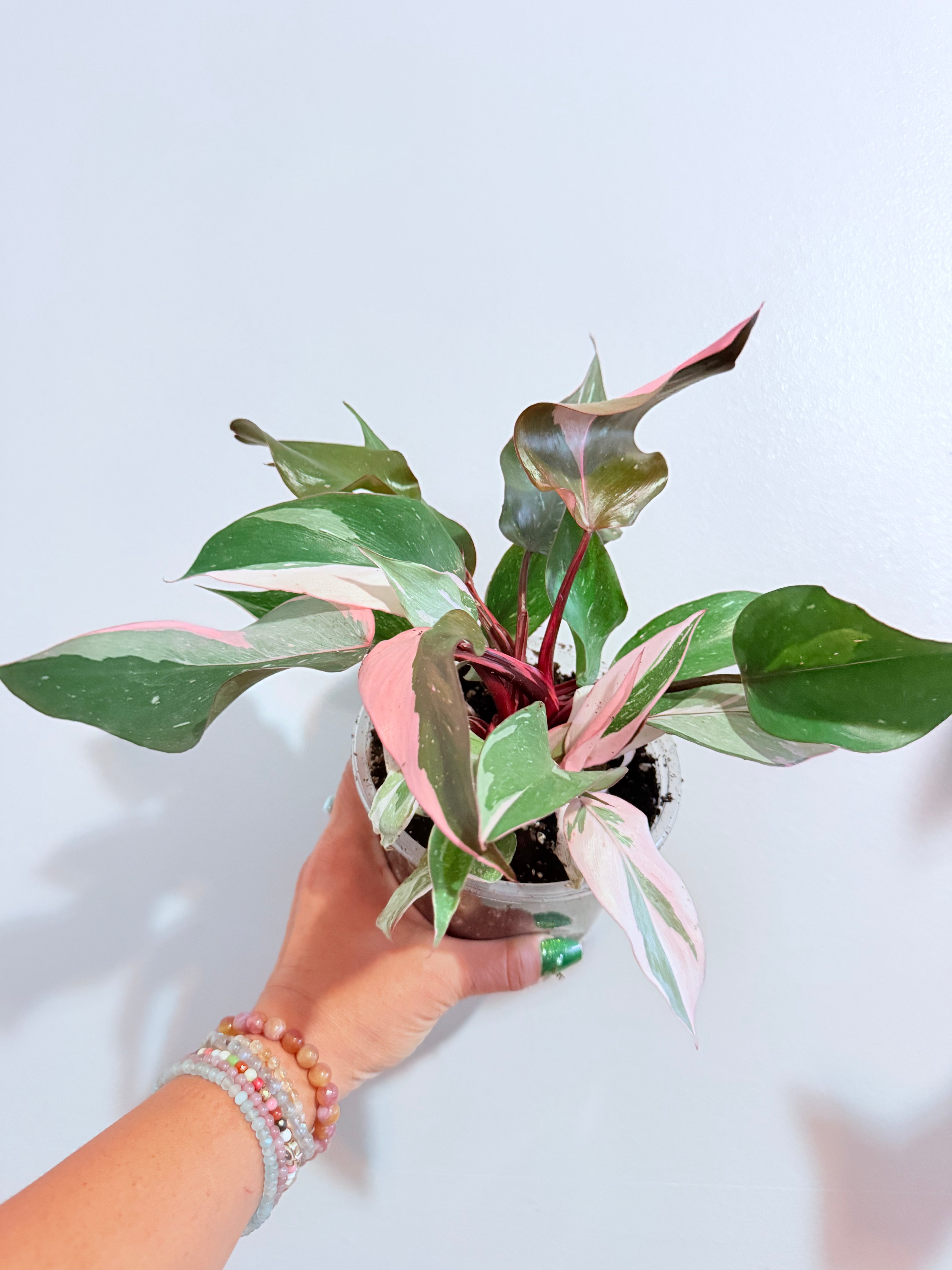 Philodendron Pink Princess 5"