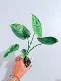Alocasia Dragon Scale Mint 4"
