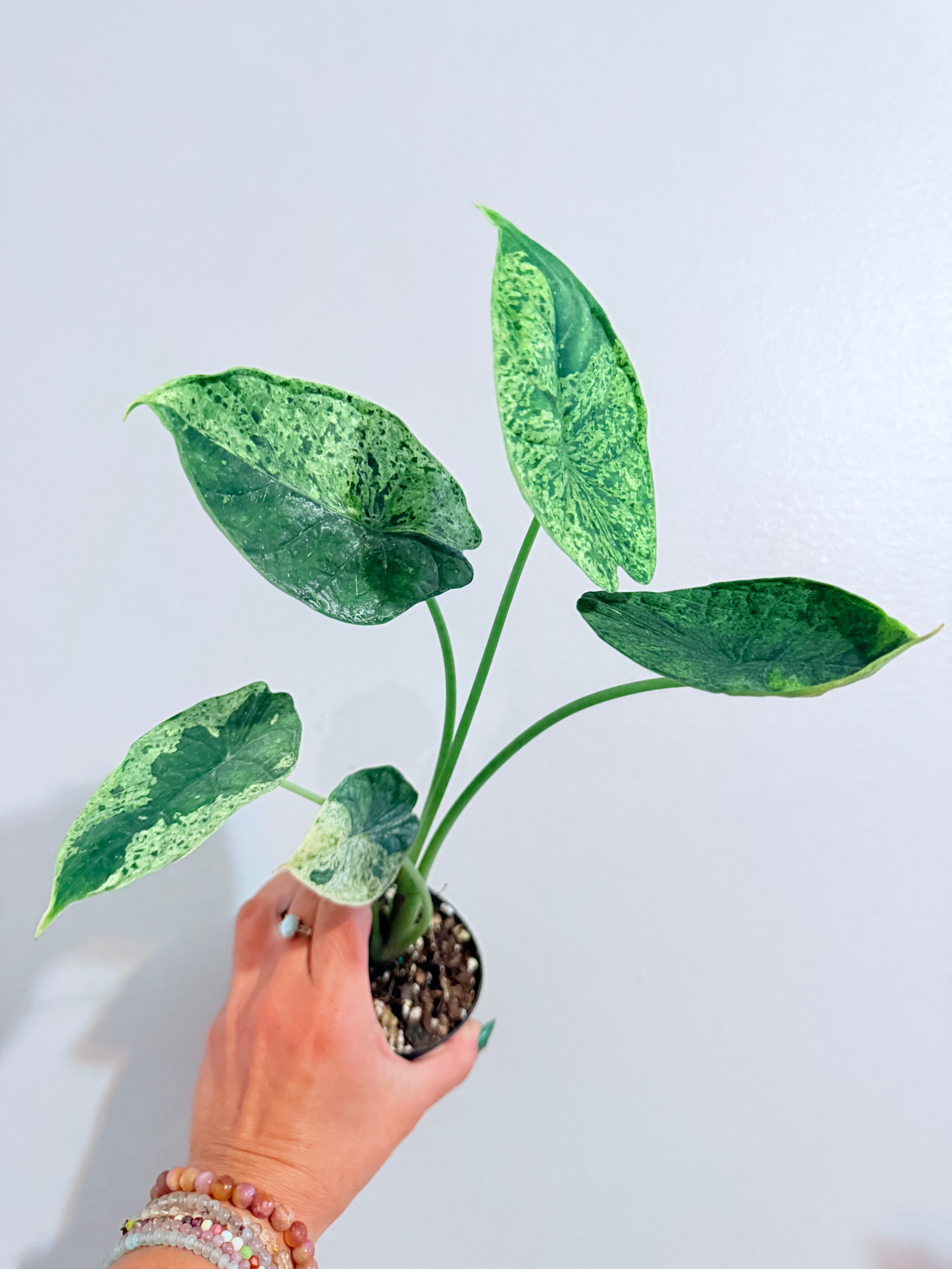 Alocasia Dragon Scale Mint 4"
