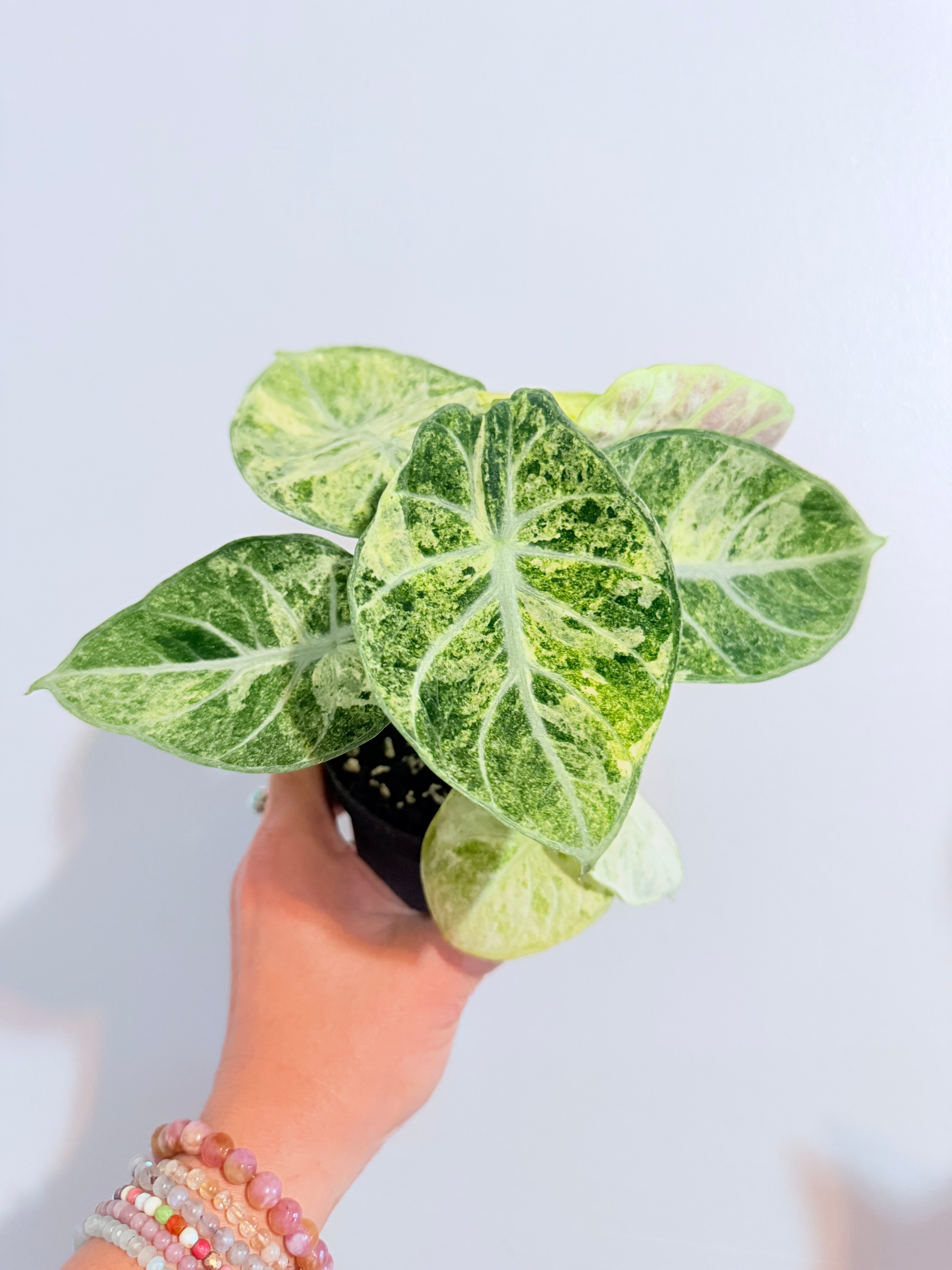 💫 * Alocasia Tricolor Ninja 4"