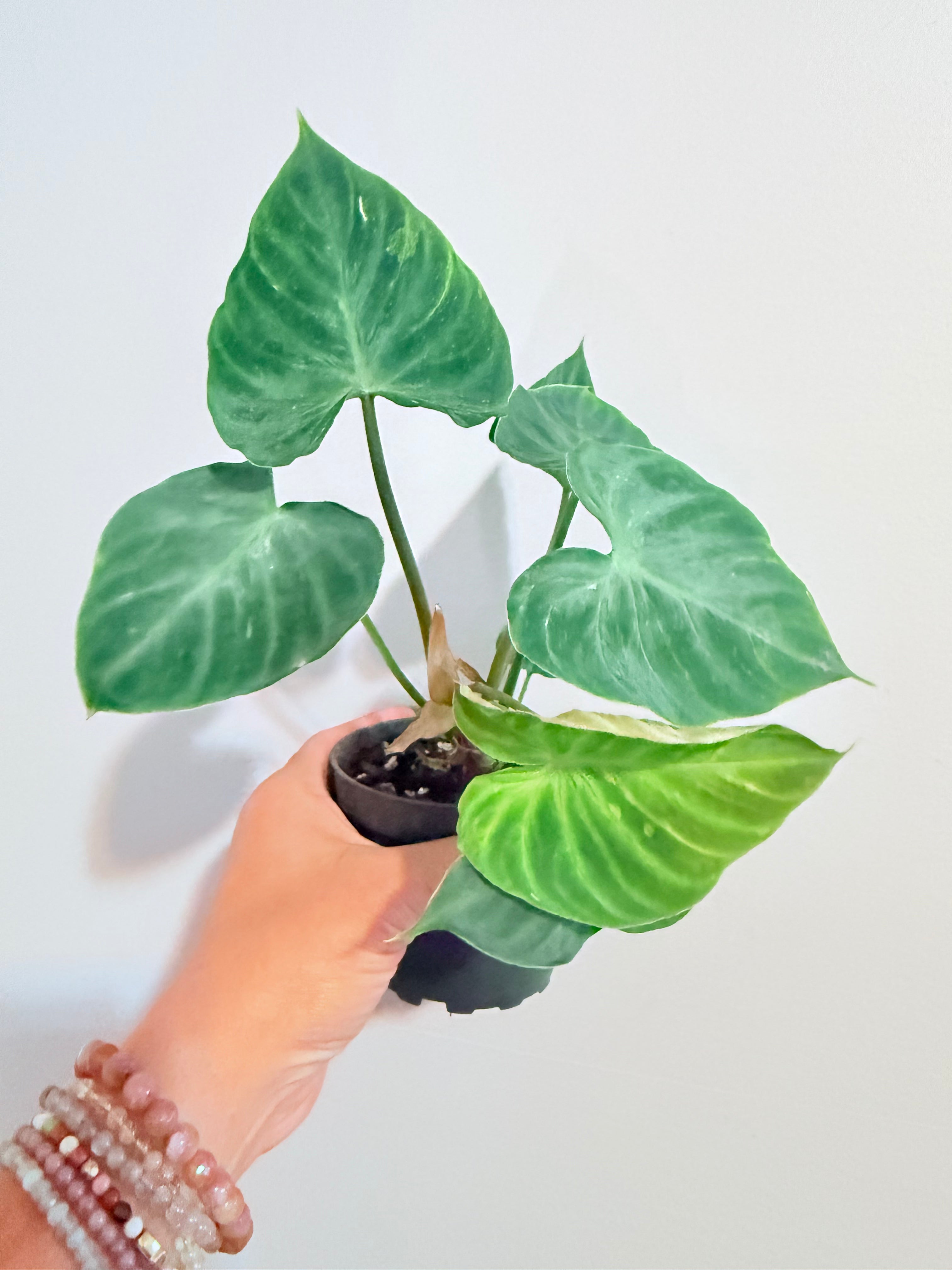 Philodendron 'verrucosum' 4"