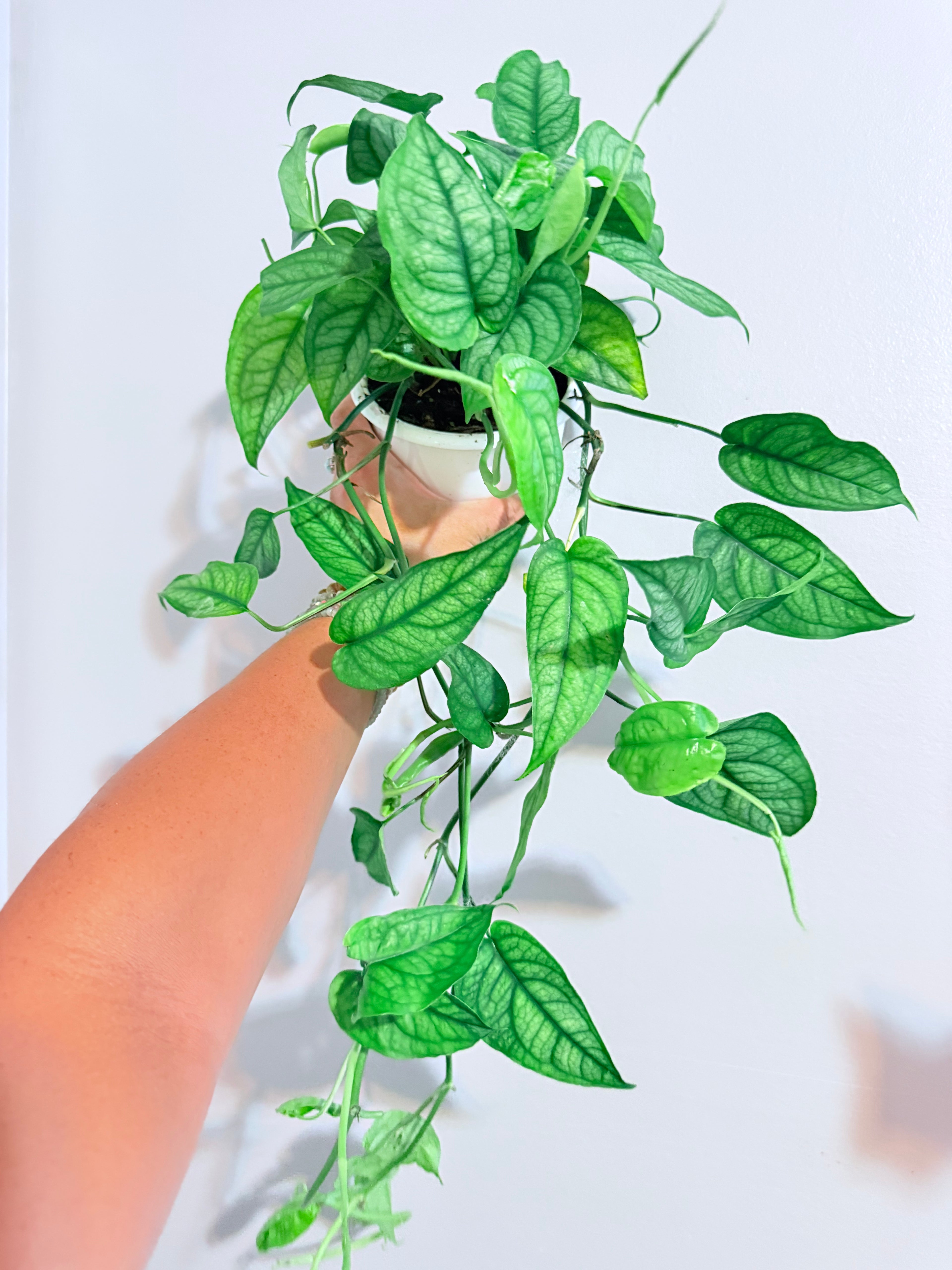 Siltepecana Monstera 5"