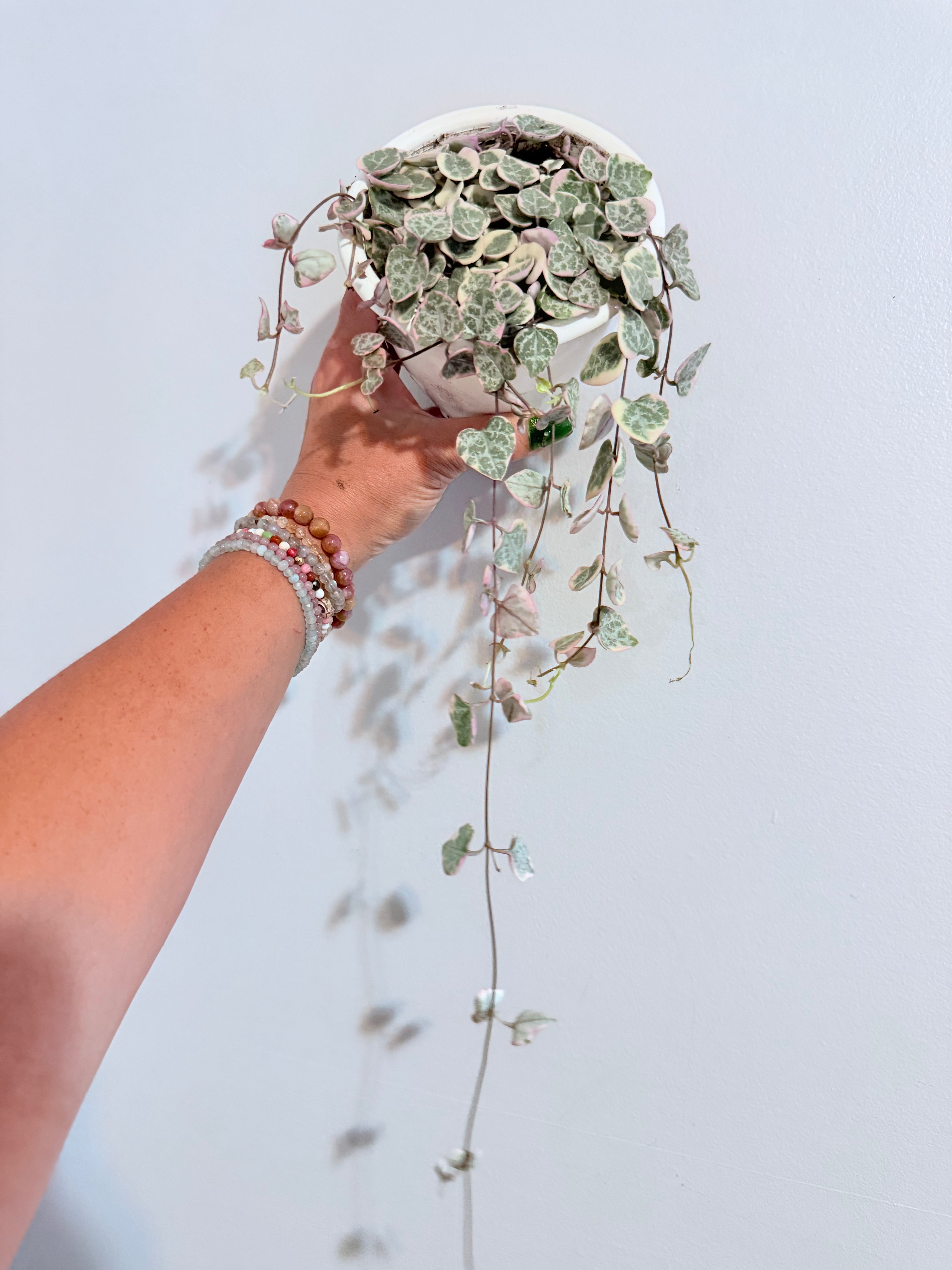 Variegated String of Hearts Hanging Basket
