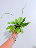 Hoya 'callistophylla' 4"
