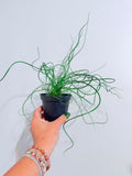 Corkscrew Plant 4"