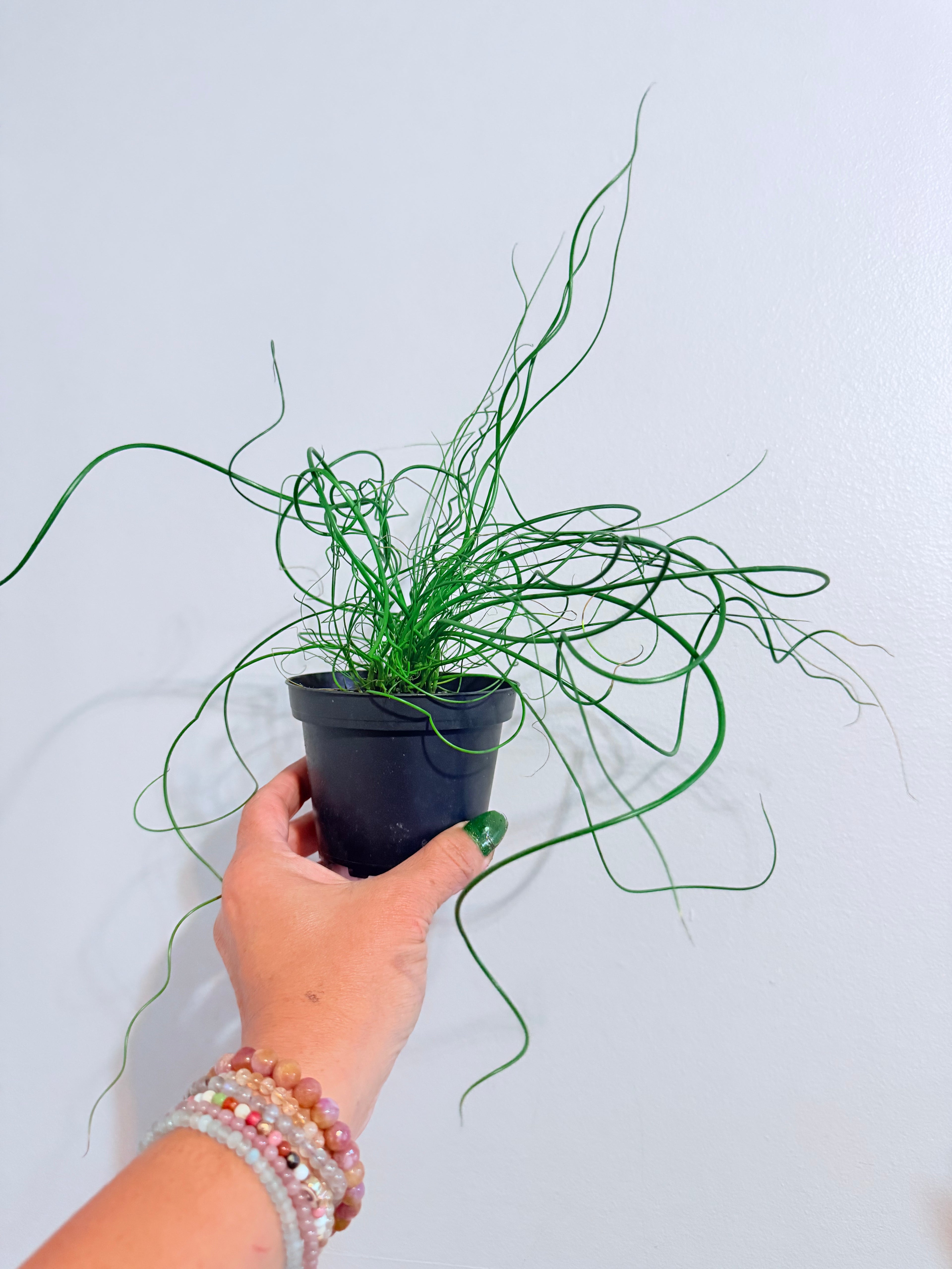 Corkscrew Plant 4"