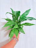 Dominoes Spath 4"