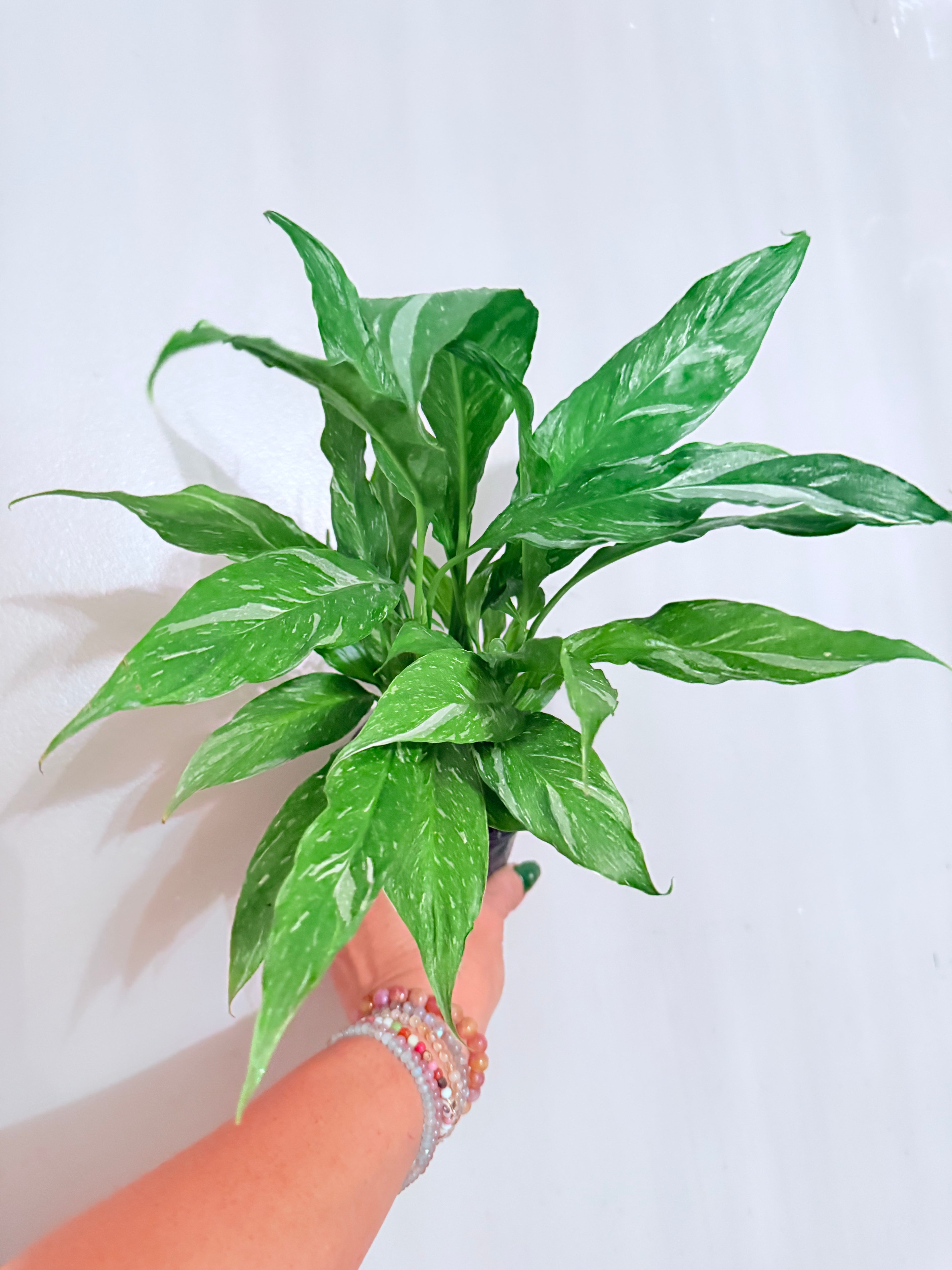 Dominoes Spath 4"