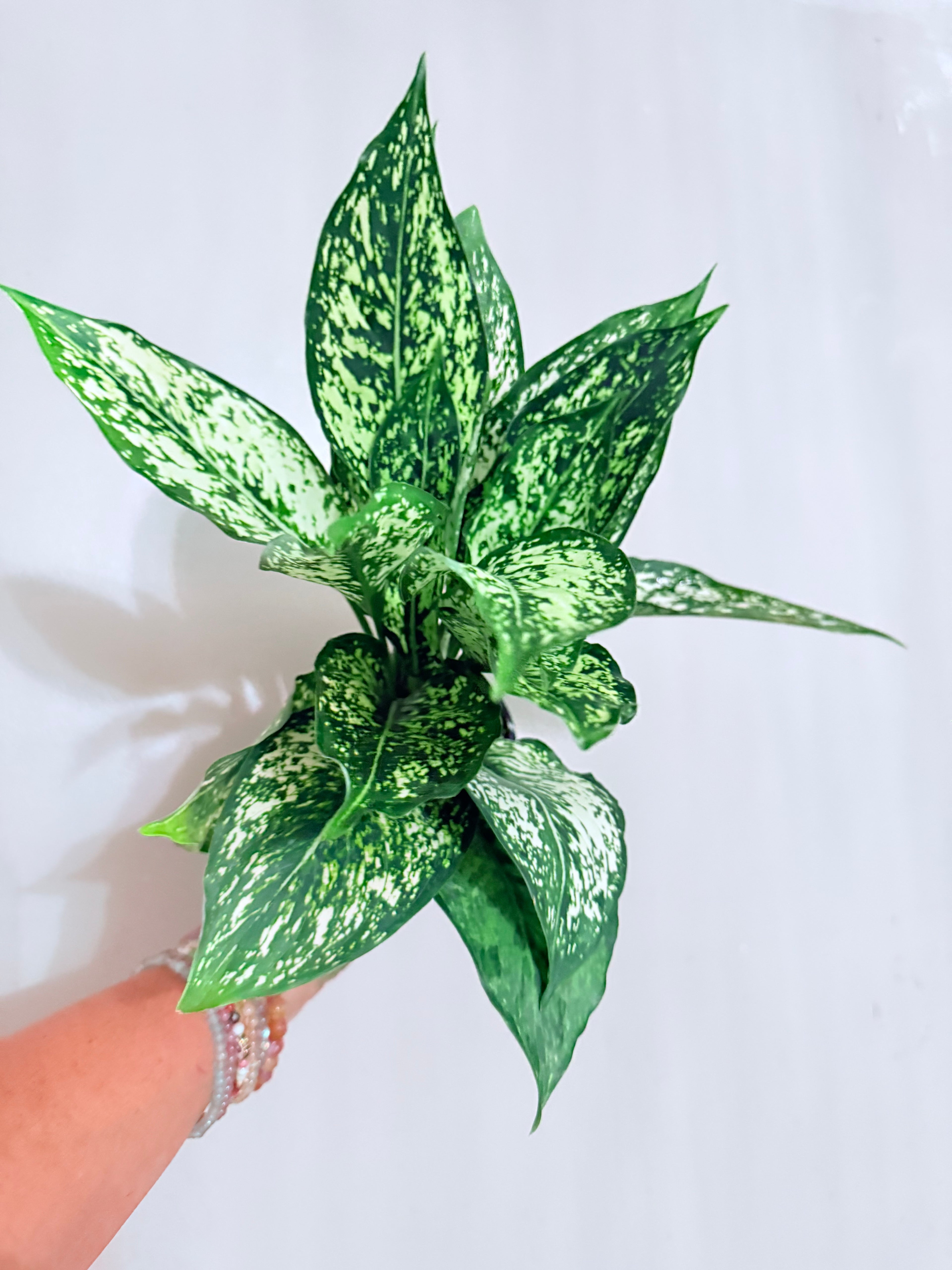 Aglaonema Wintry Winehouse 4"