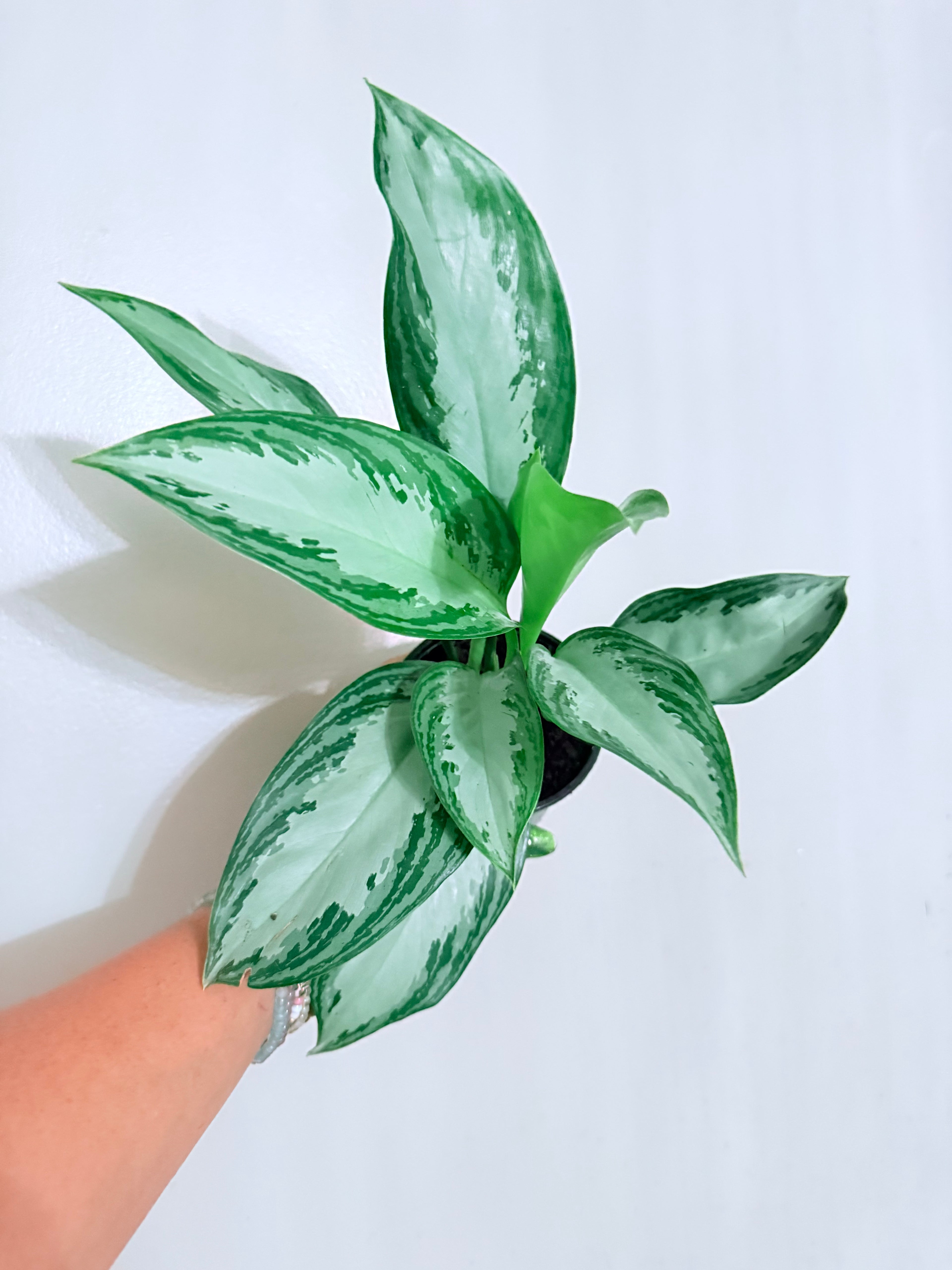 Aglaonema Silver Bay 4"