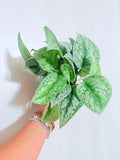 Scindapsus Silver Satin/Exoctica 4"