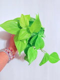 Philodendron Lemon Lime 4"
