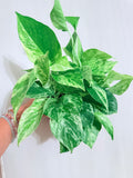 Marble Queen 4"
