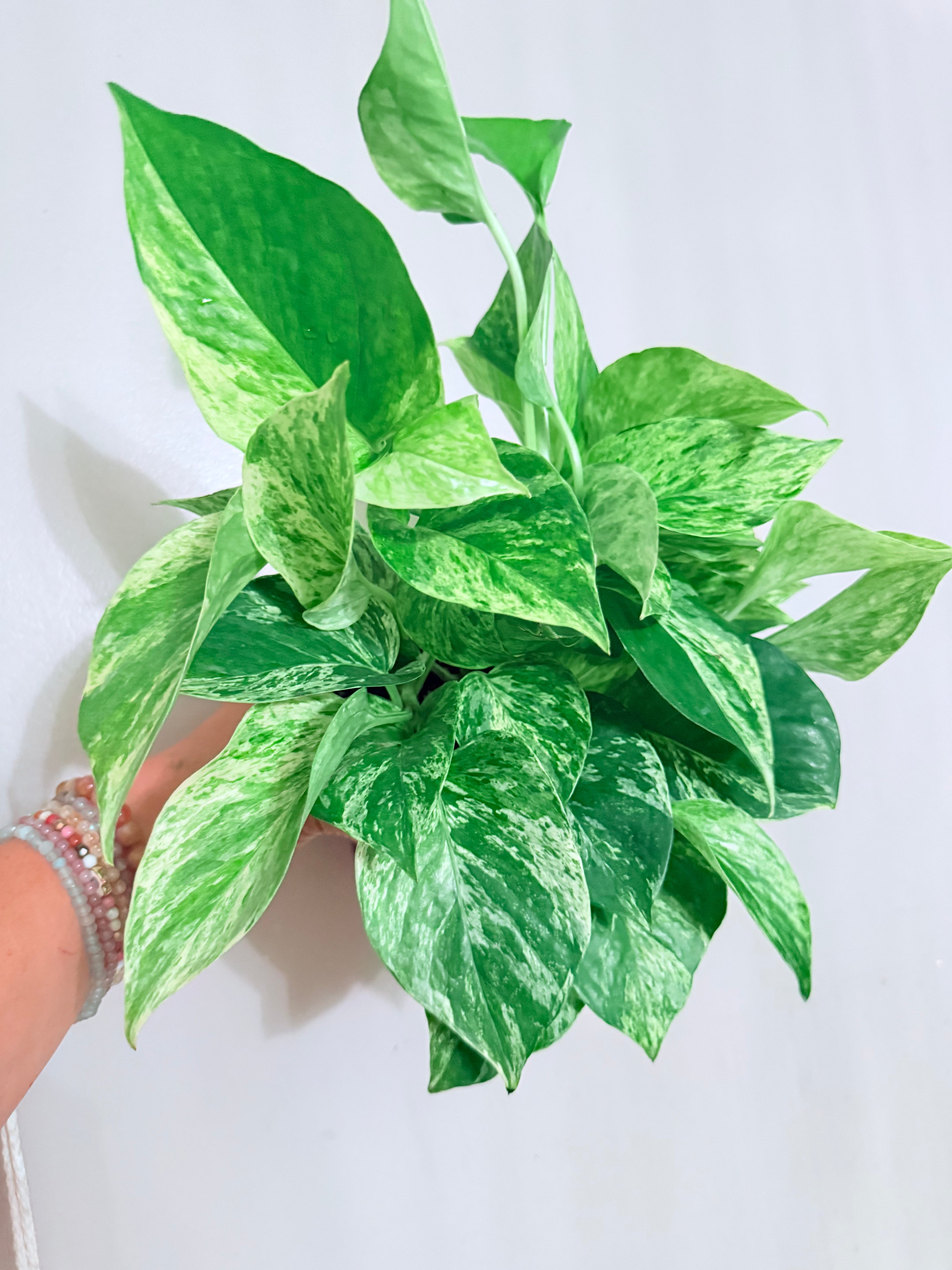 Marble Queen 4"