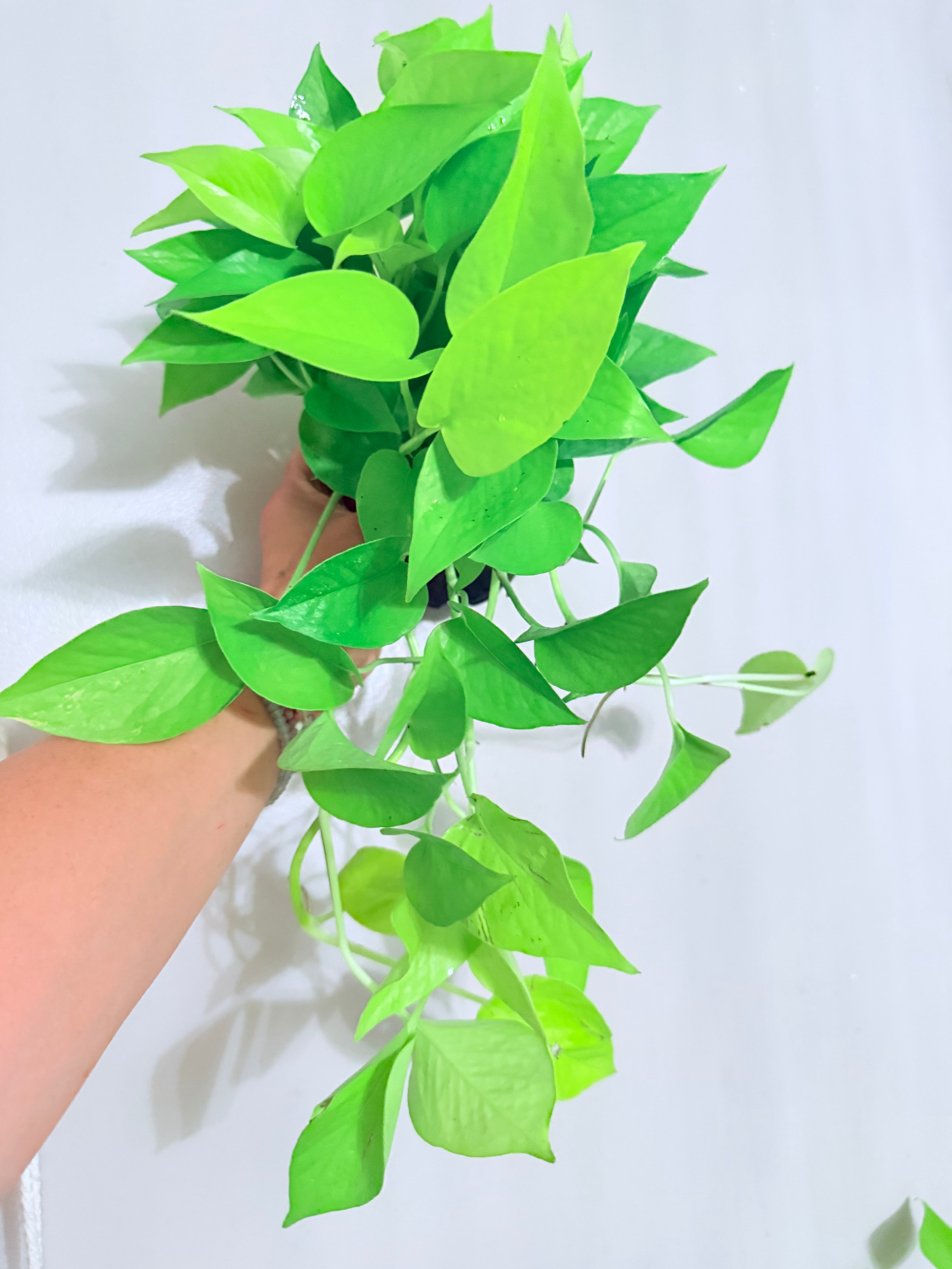 Pothos Neon 4"