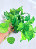 Hawaiian Pothos 6"