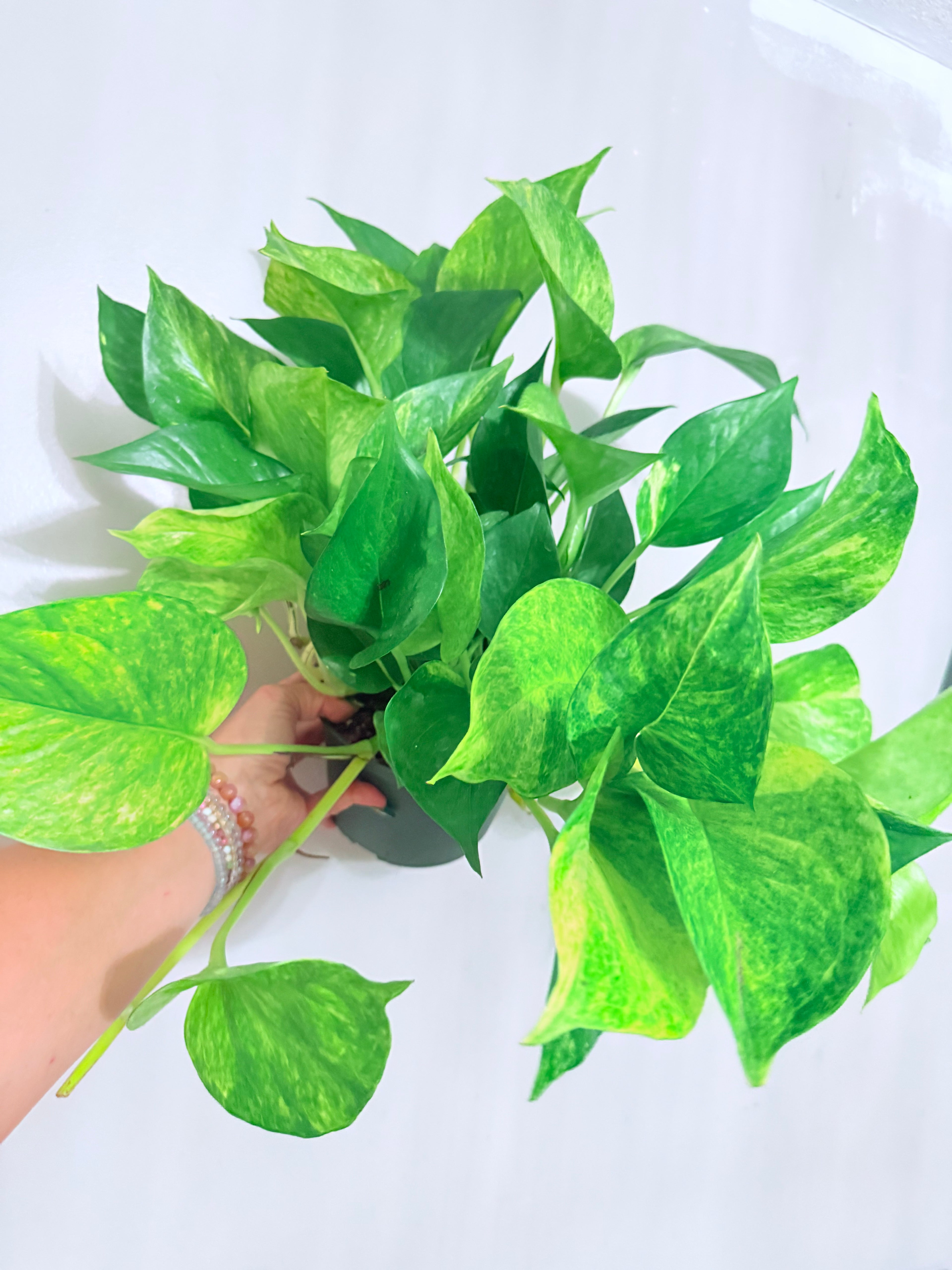 Hawaiian Pothos 6"