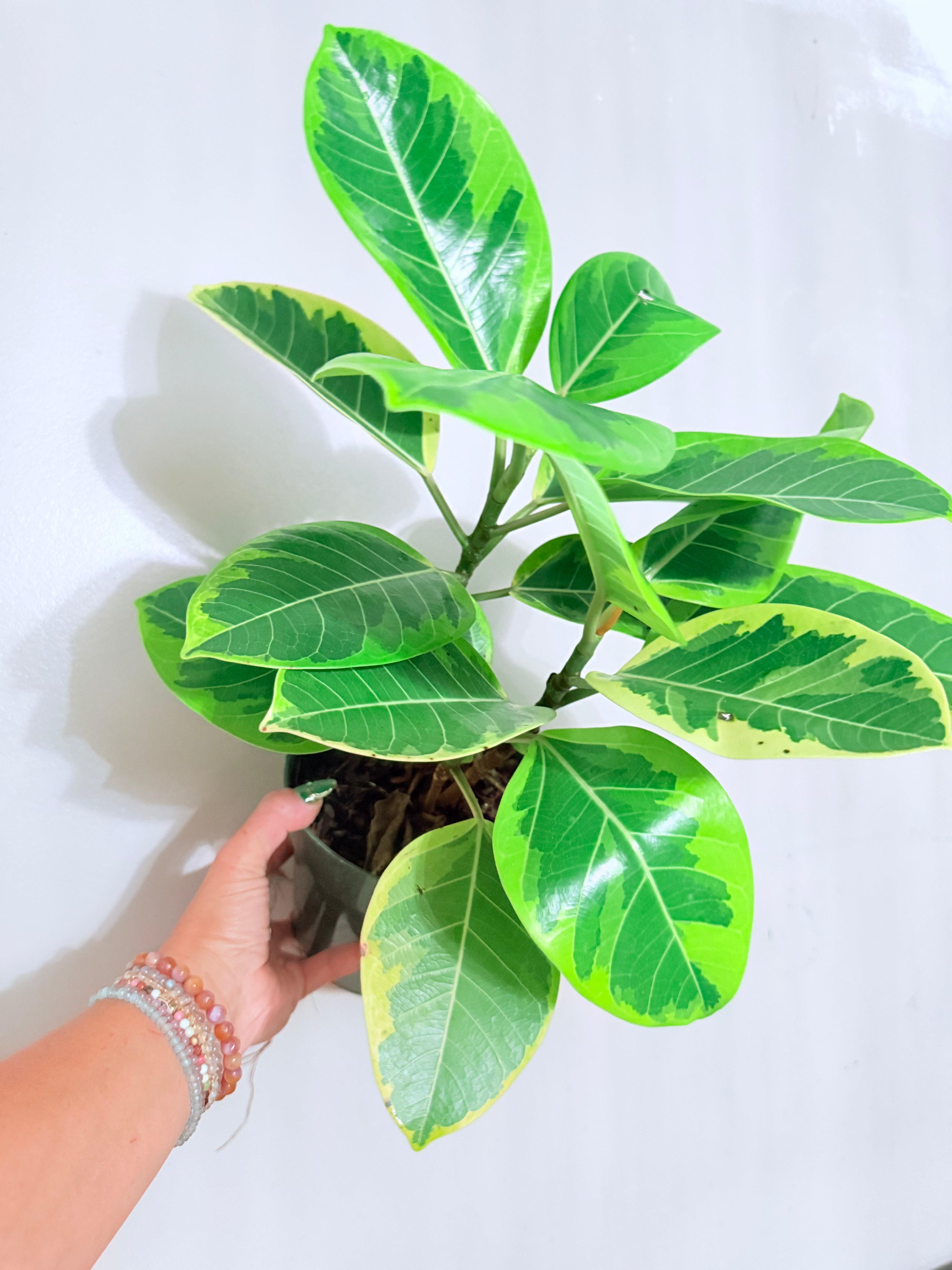 Ficus Altissima 6"