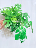 Tetrasperma - Ginny - Mini Monstera - 6"