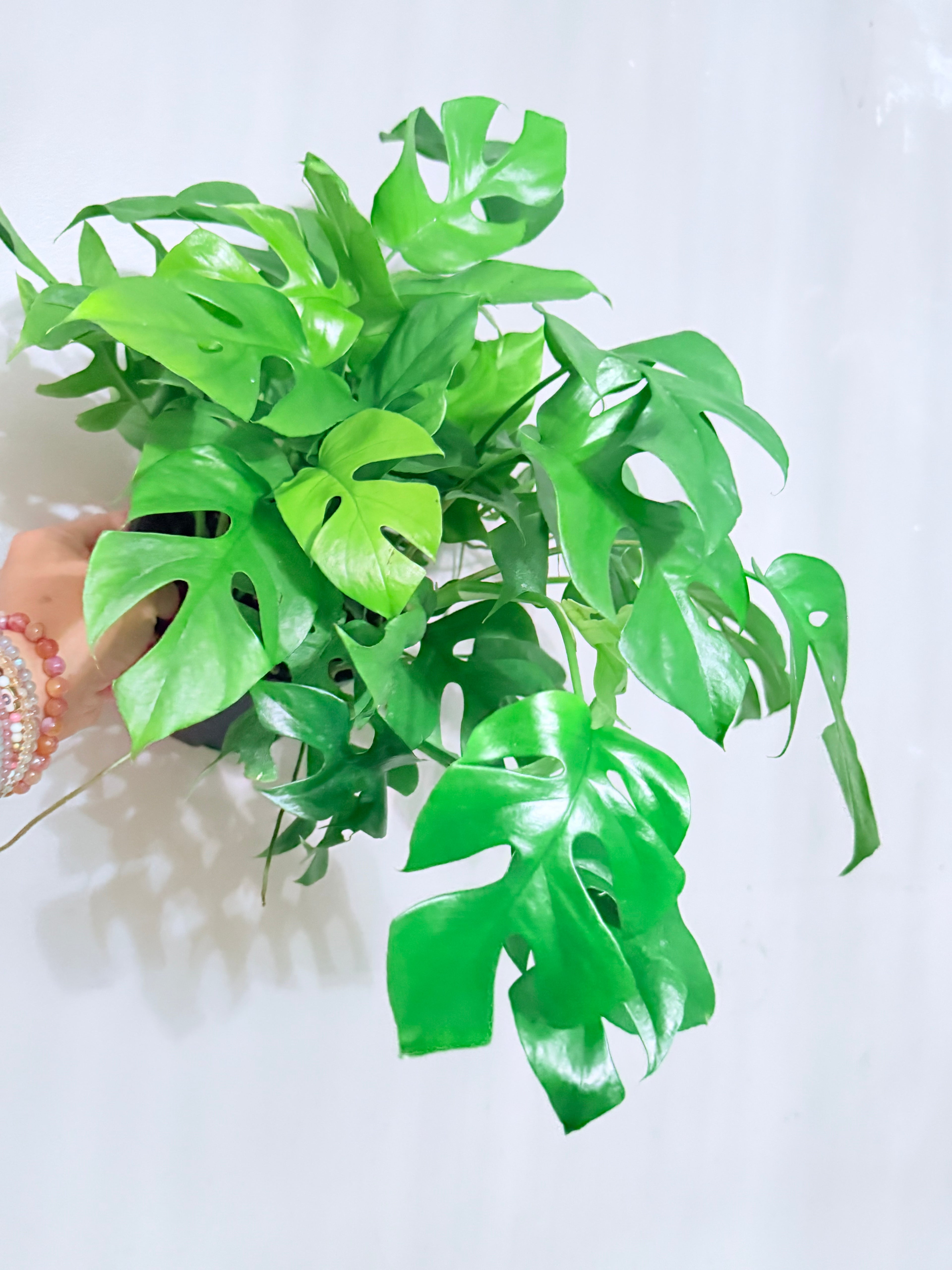 Tetrasperma - Ginny - Mini Monstera - 6"