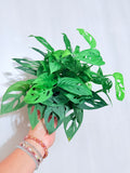 Monstera Adansonii Swiss Cheese 6"