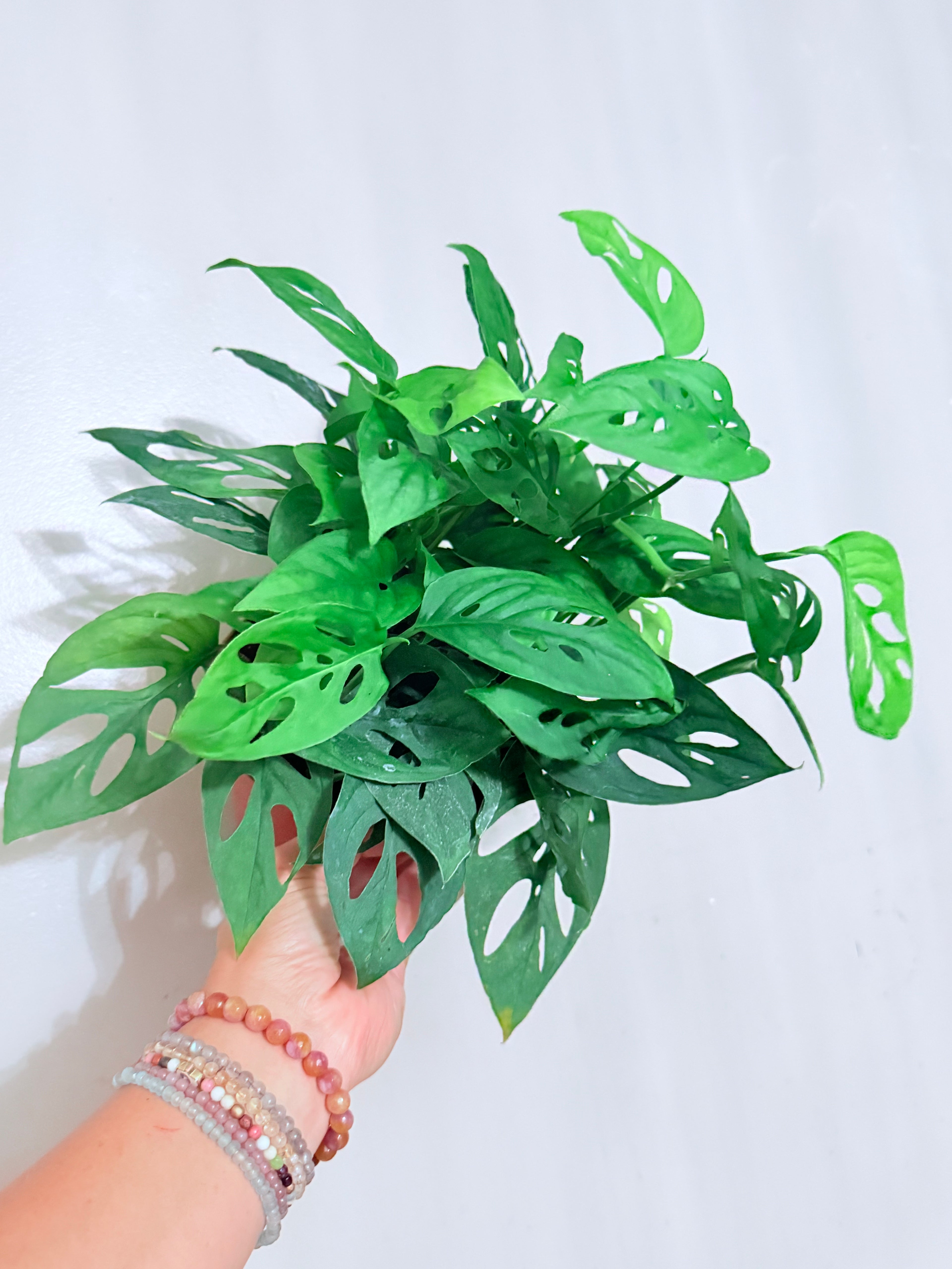 Monstera Adansonii Swiss Cheese 6"