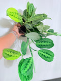 Maranta Calathea Lemon Lime 6"