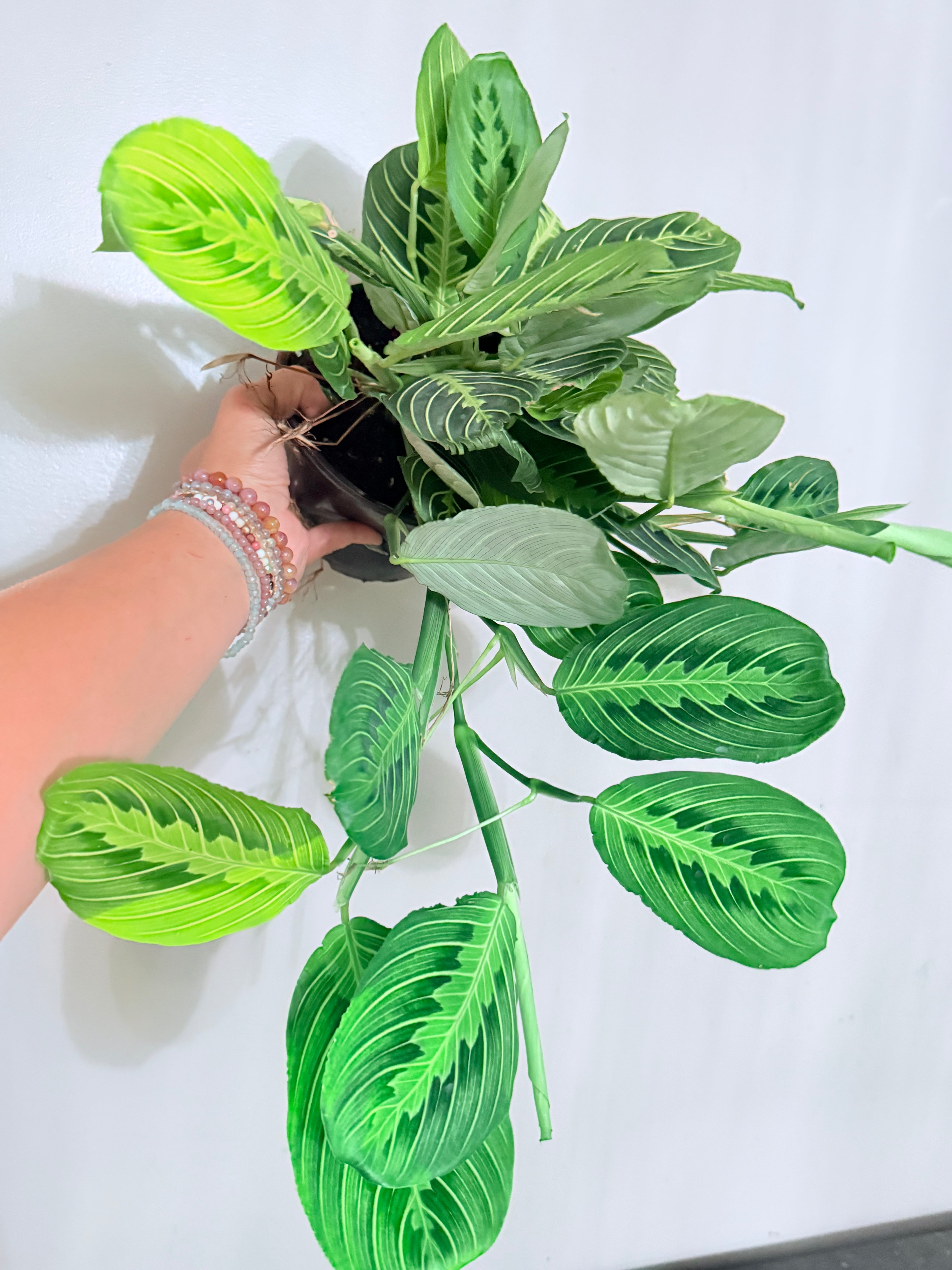 Maranta Calathea Lemon Lime 6"