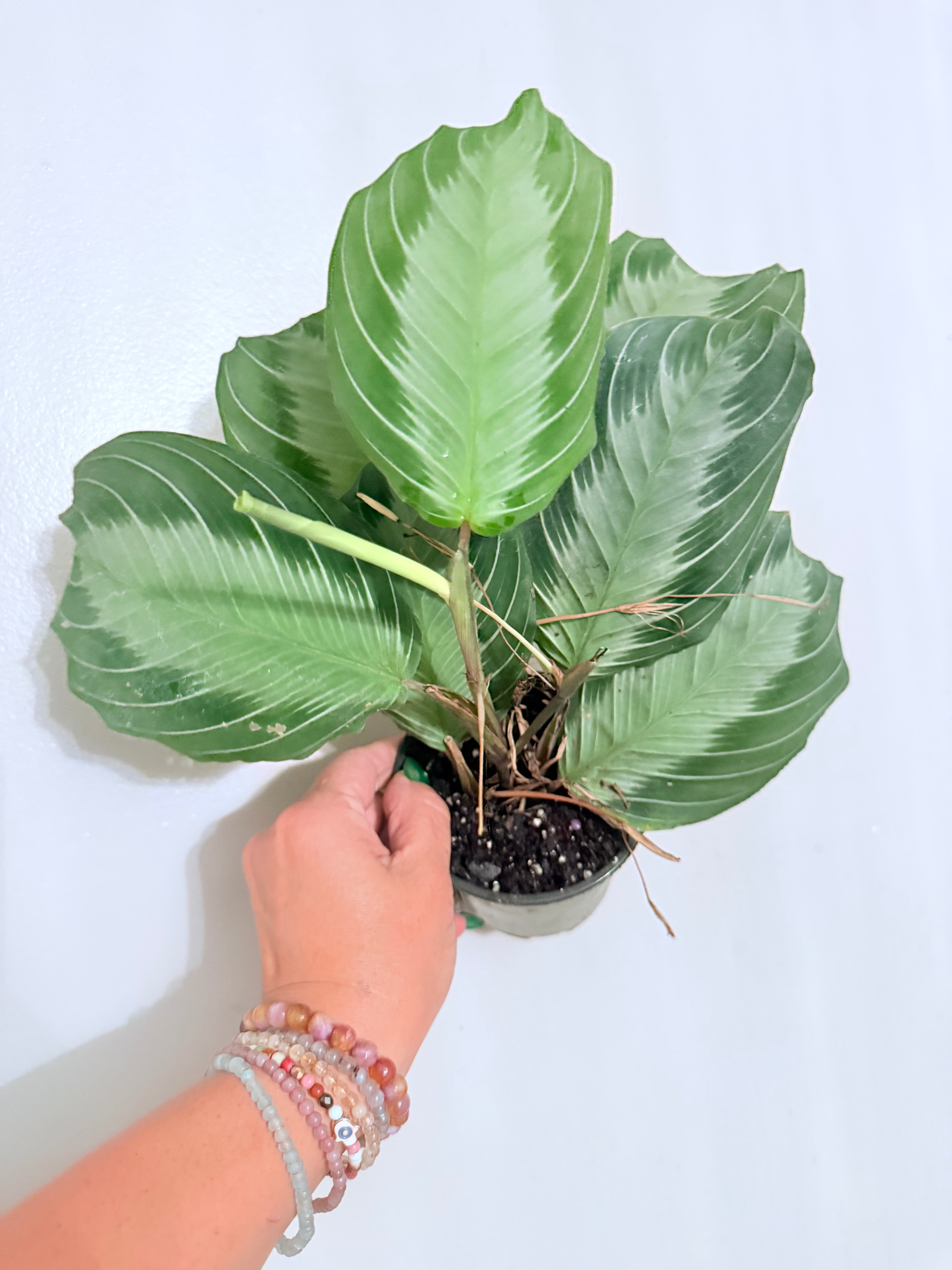 Maranta Silver Band 4"