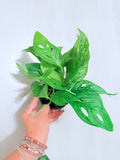 Monstera Adansonii Swiss Cheese 6"