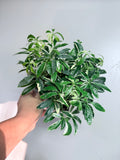 Variegated Umbrella Plant 8"