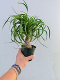 Palm Ponytail 4"