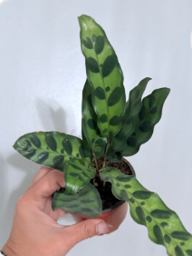 Rattlesnake Calathea 4”