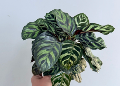 Calathea Makoyana - Peacock Prayer Plant 4"